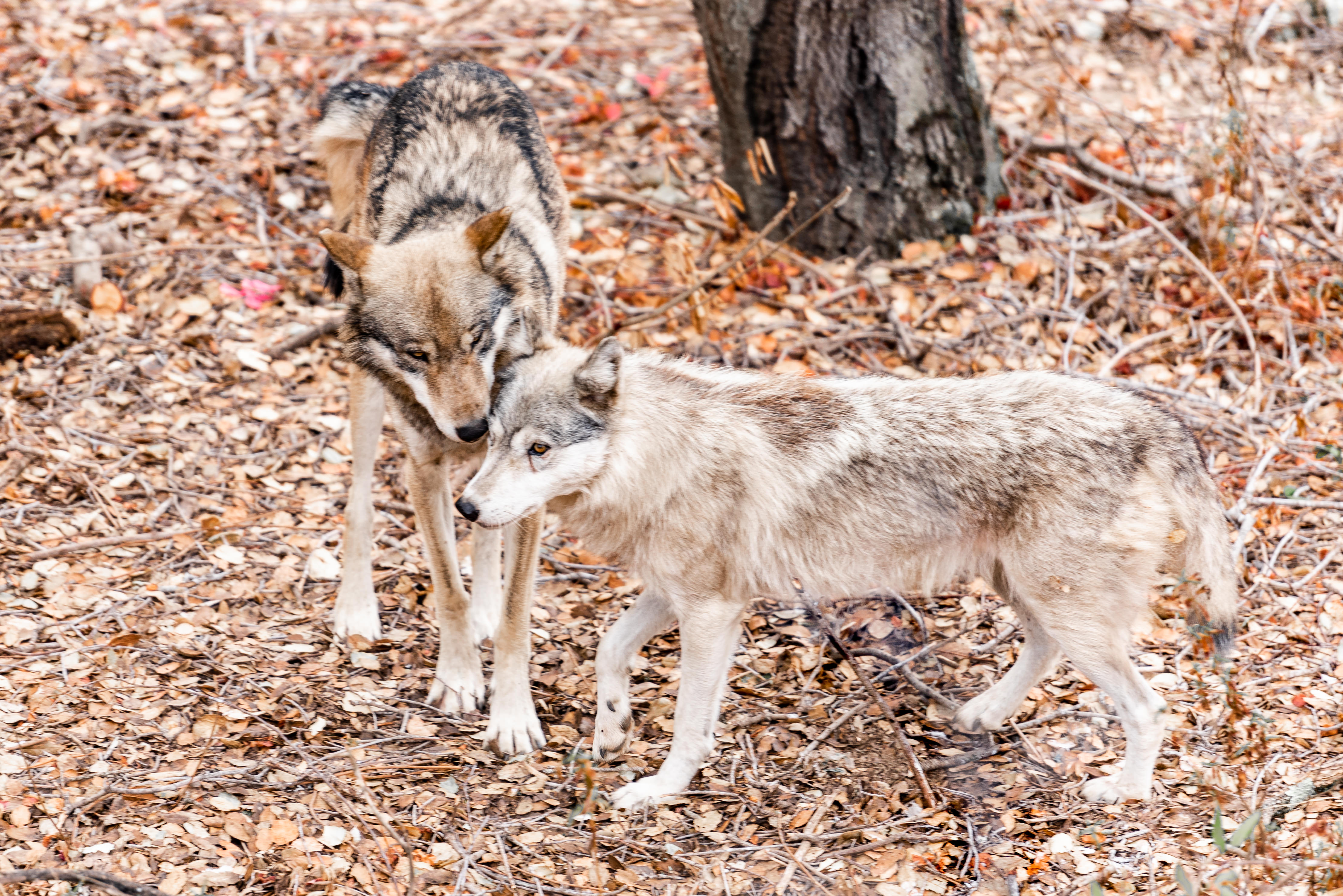 Oakland Zoo Gray Wolf